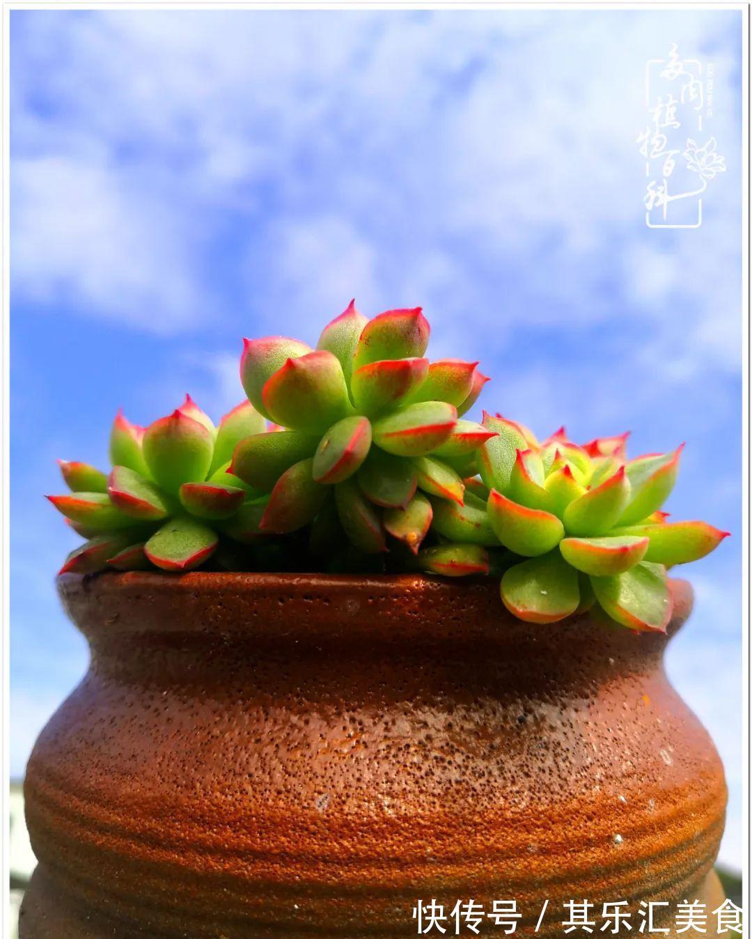 胧月,它生了一场大病!