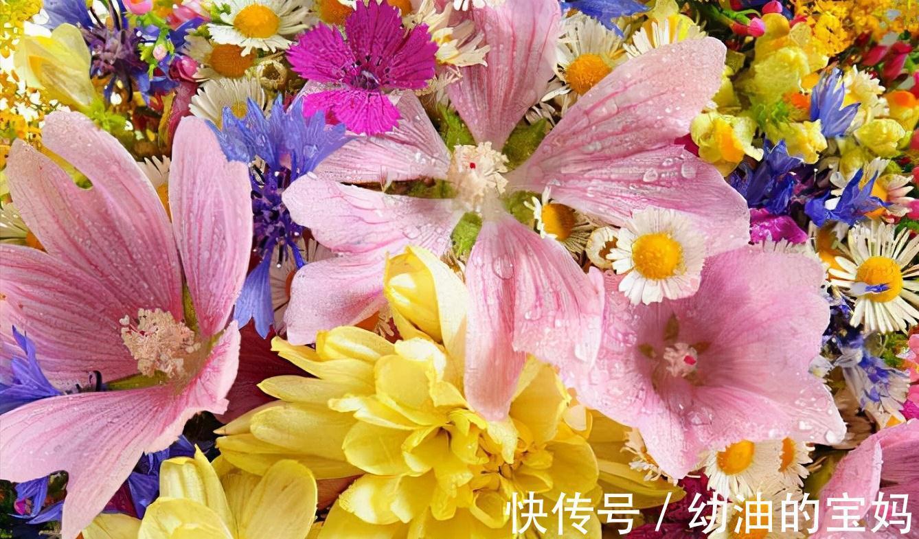 这三种花是“醋坛子”,每周灌一次“酸”水,冰雪天也能绽放群花