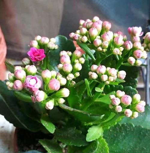 分化|长寿花还不长花苞,赶紧找个袋子套一套