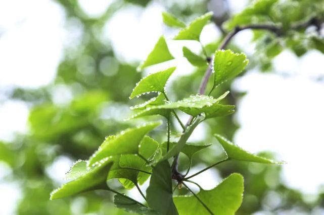 天台山植物多样性