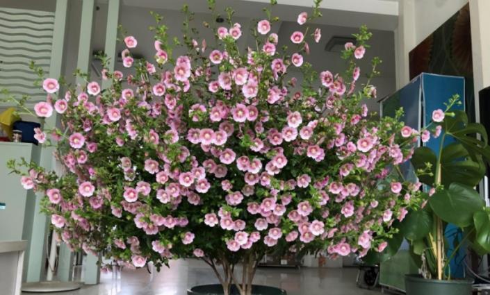 羊粪、过期牛奶养花,用好了,植物长得壮、土壤肥力十足