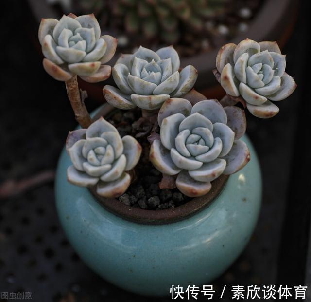 年宵花|如果不是万不得已,这3种花年后再买,省钱又好养