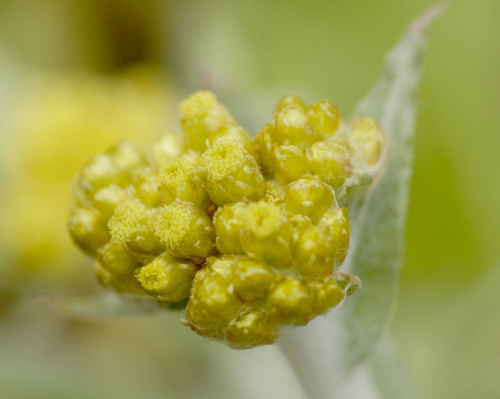 死对头|农村这种野菜是高血压“死对头”,每天吃几口,血压都可稳如泰山