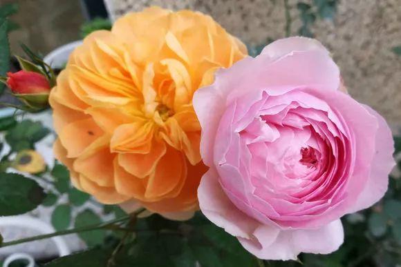 给花浇点“开花水”,花苞全都冒出来,比激素还管用!