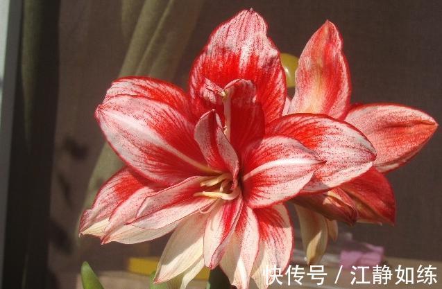 养花草十年了,朱顶红我只选这几种,好养还很好看