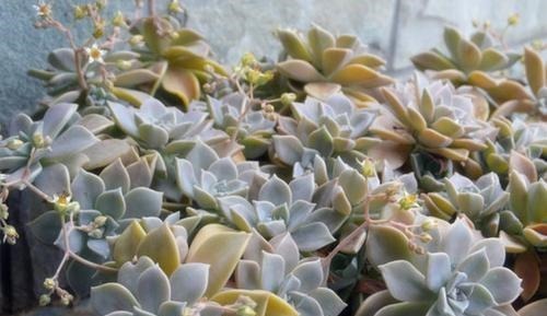 吴小姐想买盆胧月，带回家发现是冬美人，哭笑不得，太难区分了