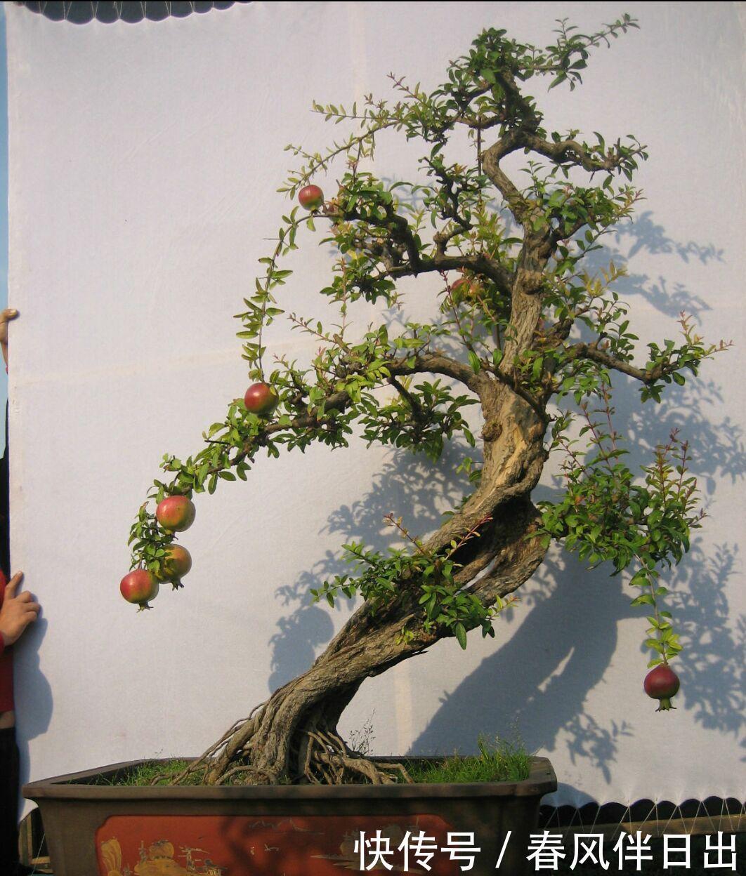 盆景养护的误区,每个误区都会产生什么坏处?