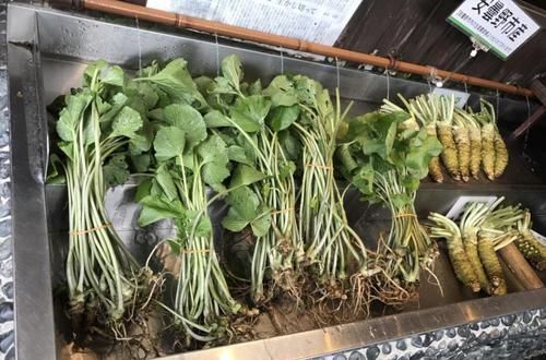  稀少|1种野草，营养成分多，是“癌细胞”克星，很稀少，见到望珍惜