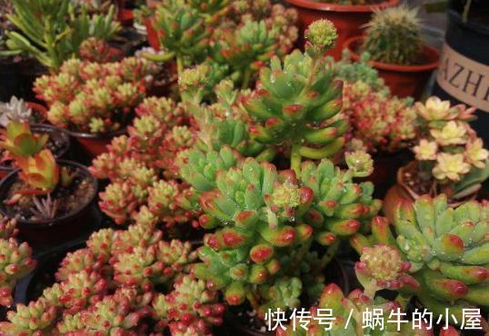 休眠|8种“漂亮花”,就怕暴雨天,淋雨就烂,赶紧搬到屋里去