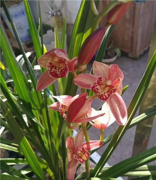  好评|年年获大奖的兰花，花色艳丽无比，花香浓郁，赢得专家的一致好评