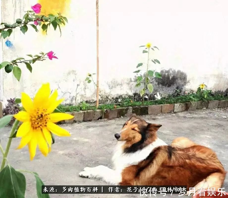 为了爱情|为了爱情来到陌生城市,偶遇多肉,地老天荒的爱恋!