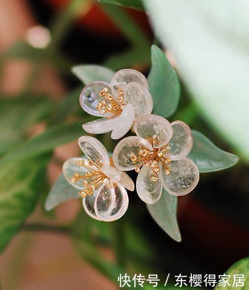 这花雨水变透明,稀有又珍贵,一般生长在野外,小巧可爱真漂亮