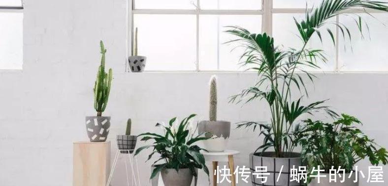 花草|盆栽养花如何预防烂根?从这4方面下手,几率一降再降