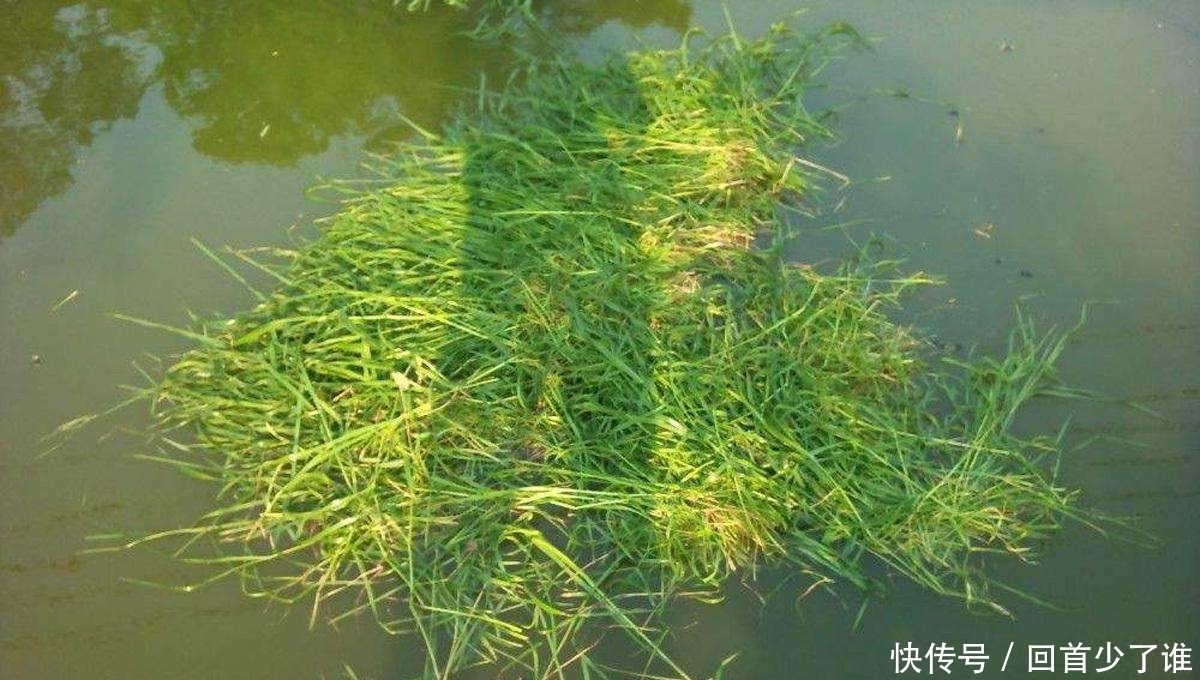 这两种钓法专门钓草鱼，不怎么费力，草鱼很容易就上钩了