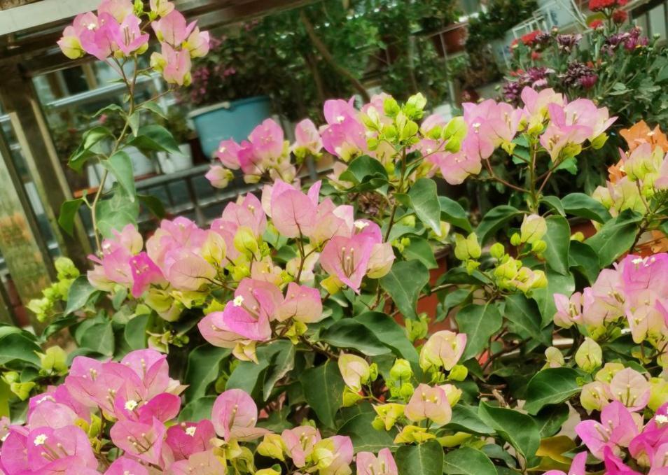三角梅|30岁大叔劝侄女多养些三角梅,再懒都能养好,一年四季都能赏花