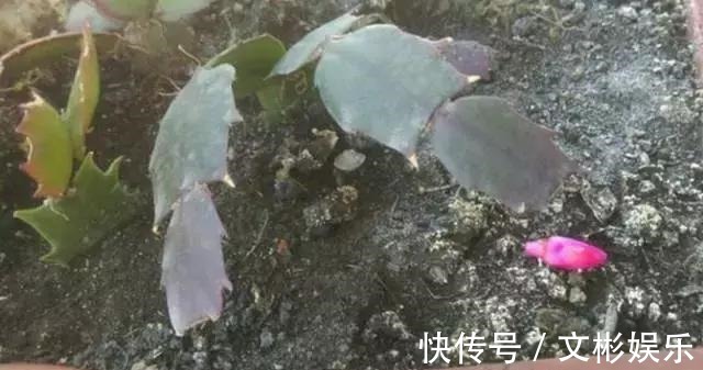 蟹爪兰开花有窍门,学会3个小招,花开不断,爆盆很简单!