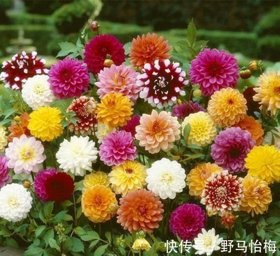 大丽花|立秋后，这2种档次花，摆在家里观赏性强，一直开花到初冬