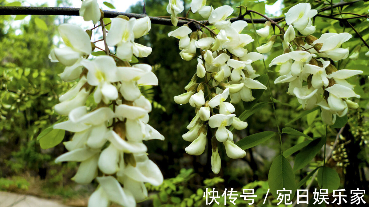 槐花|槐花颜色不同区别大，教你正确的挑选方法，学会不要乱吃了