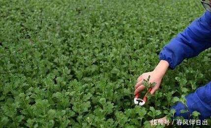 5种漂亮花 6月不修剪 白养一整年 剪得狠 开花稳 粉紫色 5种漂亮花 6月不修剪 白养一整年 剪得狠 开花稳 粉紫色