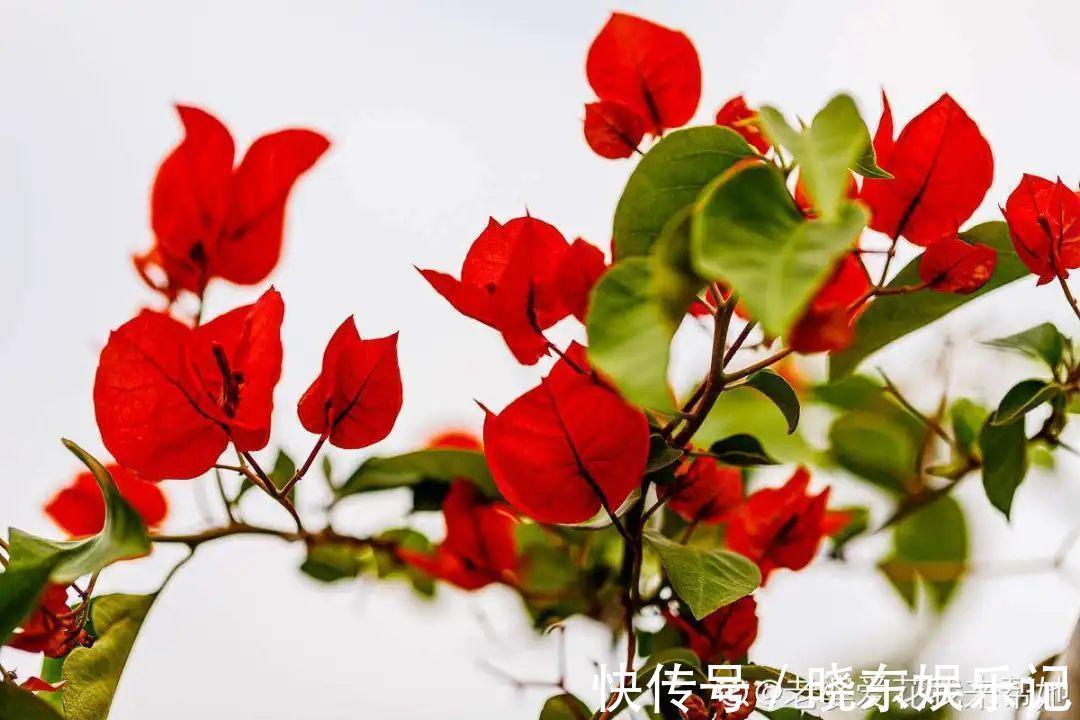 超实用的催花小技巧，效果太好，家里的花想开几次开几次！