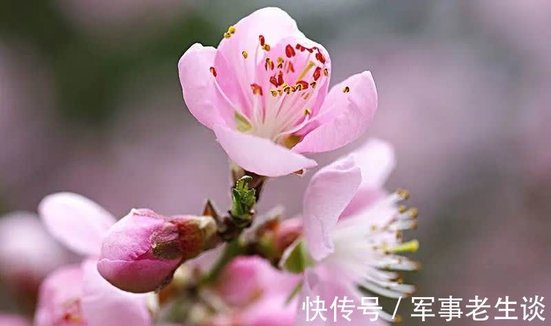 桃花$春风缱绻，我愿做你梦中的那朵桃花