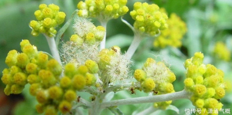 农村这种植物是难得的中草药，有降血压、降尿酸的疗效，你认识吗