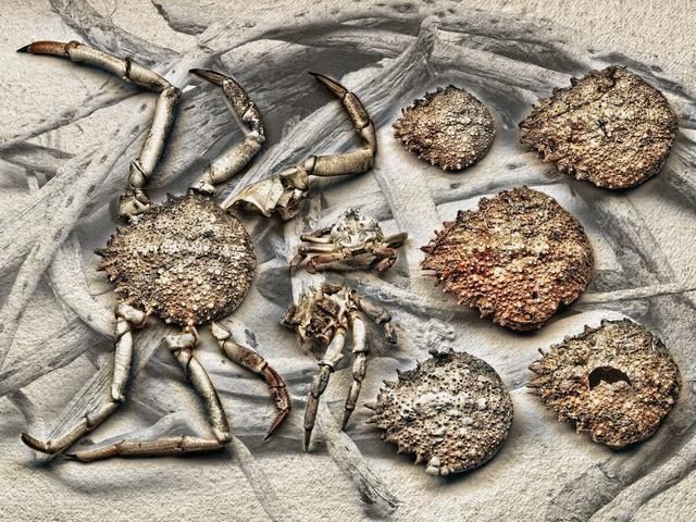 脑膜炎|吃蟹吃出脑膜炎!医生:除了隔夜螃蟹,这2种螃蟹再好吃也要扔掉