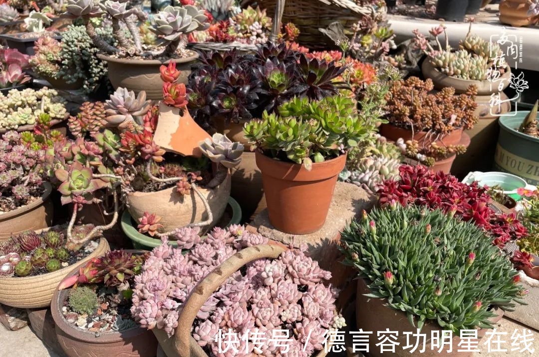 最美四月天,去杨姐的屋顶花园,赴一场花约!