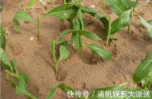 叶绿枝壮|没钱养花就养它,剪个枝埋土里,10天生根,一年变漂亮盆景结满果