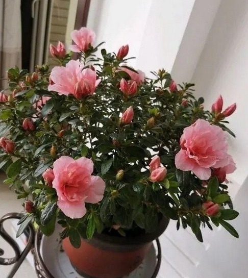 秋冬|杜鹃花总是开完花就落叶枯萎吗做好这4点，年年开爆盆