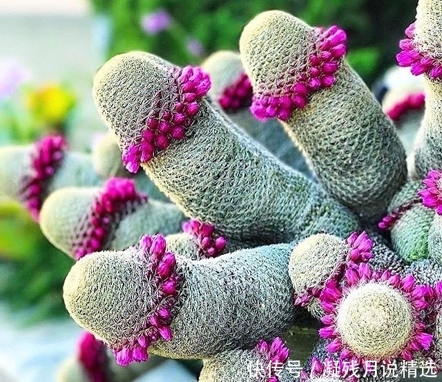 仙人掌很常见,但是这么美的还是第一次见!好想养几株!