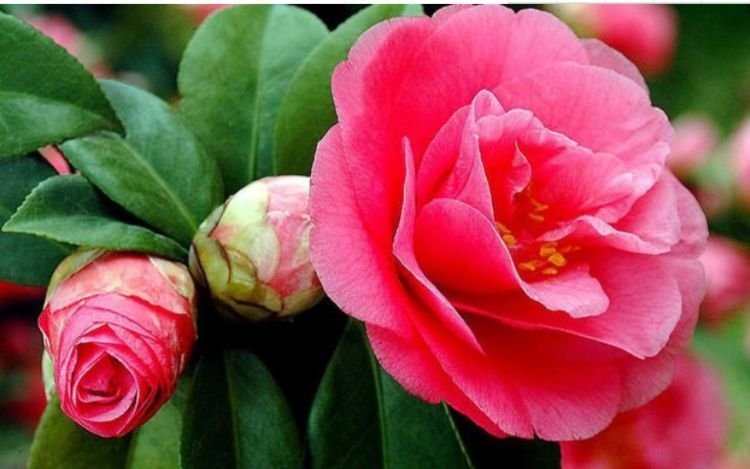 5种花美的出奇，开花勤，花色多又美，是非常漂亮的盆栽