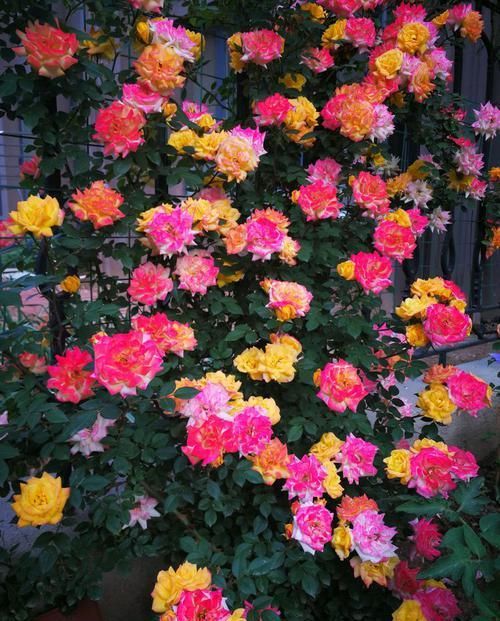  逼人|香气逼人的4种花，家里养一盆，一年四季开花不断