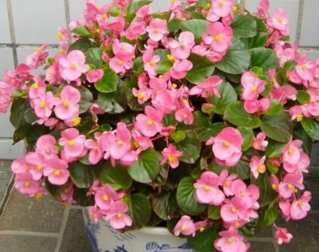 家里养此款花卉，便宜又好养，花开娇艳美不胜收，一年四季都赏花