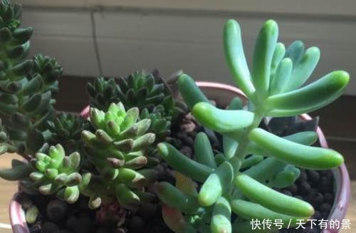 谨记|多肉出现“三情况”,千万别暴晒,不然黑腐又化水,新手谨记