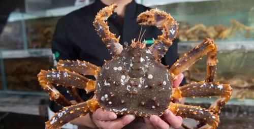 帝王|为什么吃帝王蟹只吃蟹腿不是因为太土豪,看完就明白了