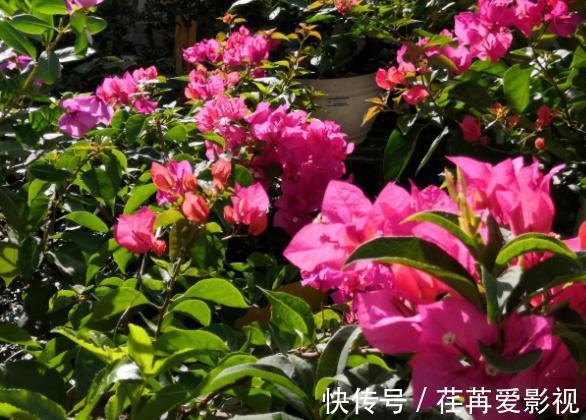 秋季盆栽三角梅,该如何保证枝干顺利开花?做到此4点就够了