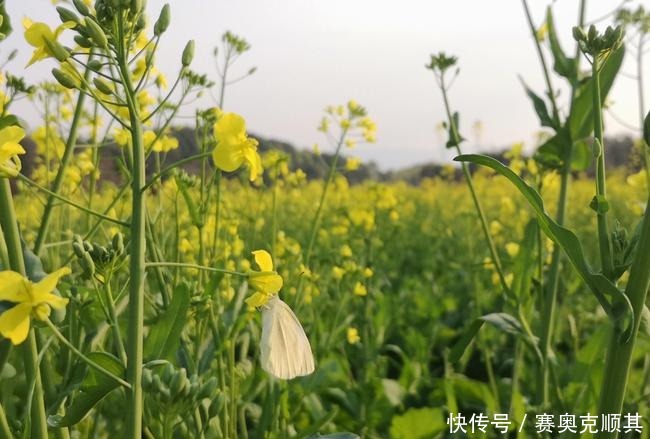 老年|初春的南方己是花花的世界了，春意盎然看美成啥样了？