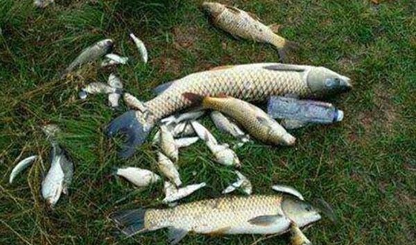 钓法|自然水域野钓大鱼，用了这些招数，效果出奇的好，大鱼连竿上