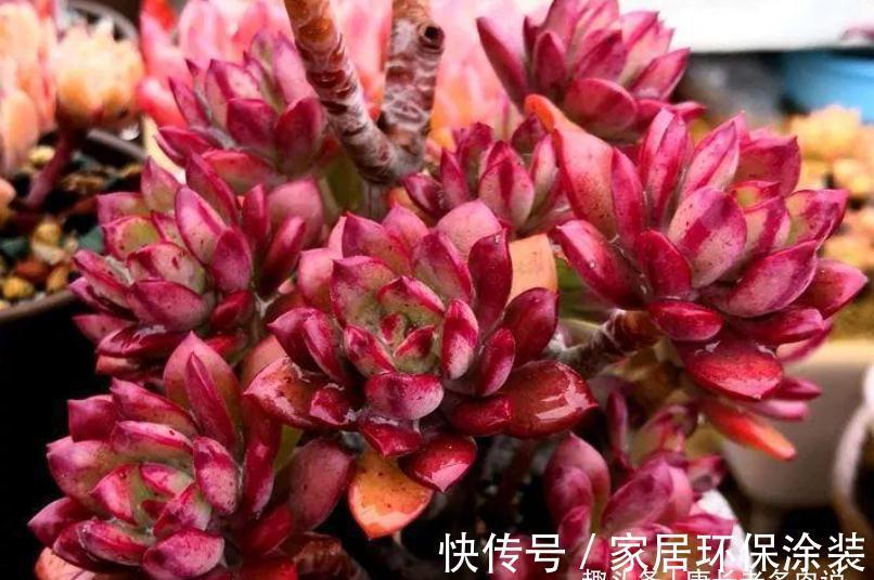 老桩|多肉红稚莲和火焰蒂亚，它们都长得快且一样的红，你养了哪一种？