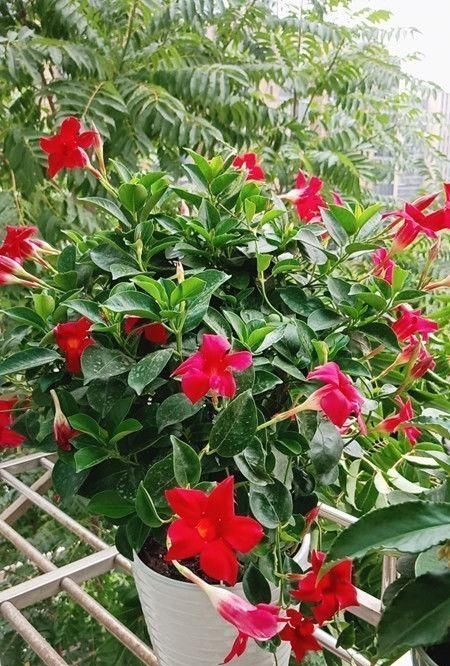 开花最勤快的盆栽，年头开到年尾，花色喜庆，养护容易，适合新手