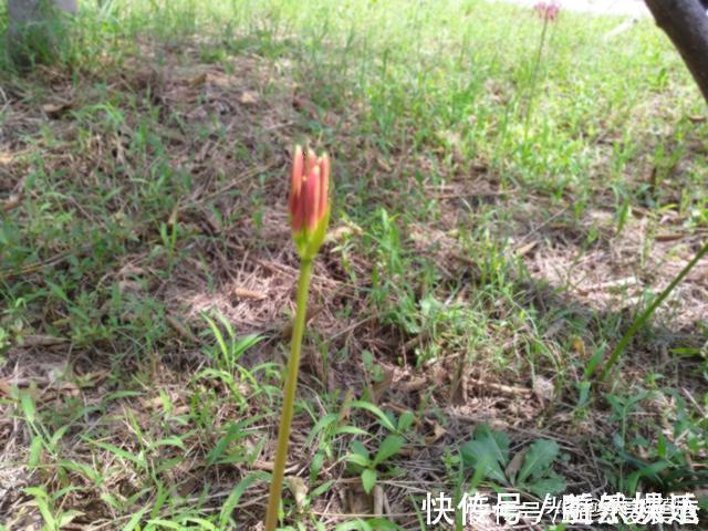 植物|开花不见叶，花叶生生世世永不能相见的植物，还有一个好听的名字