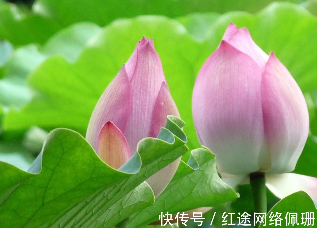 水浒|水浒里的兵器“骨朵”,是什么样?宋江为何也用骨朵?