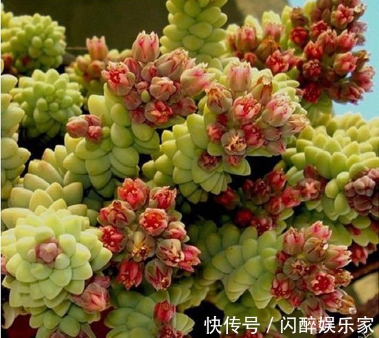 7种多肉吊起来养之后,家里多了七彩花帘,爆盆之后都非常好看