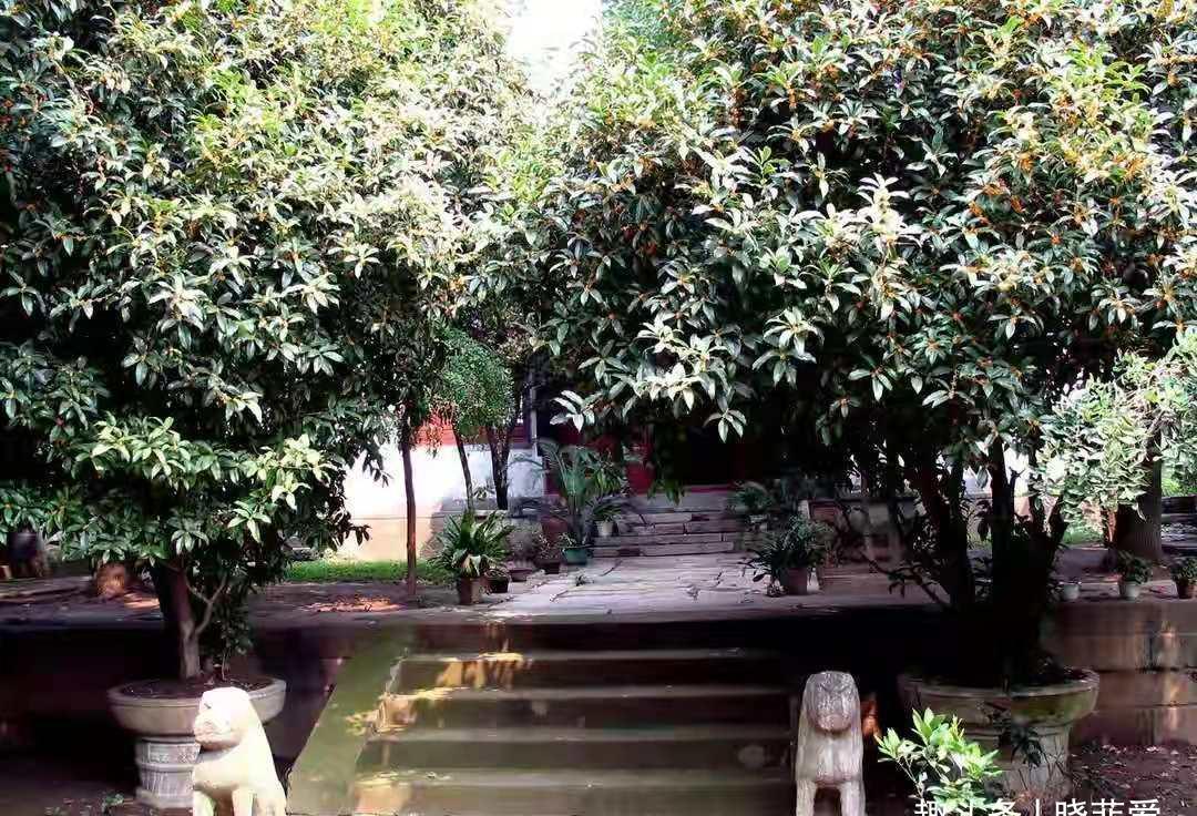 院子里适合种7种“镇宅树”,随便种一棵,“旺财添福”更旺家