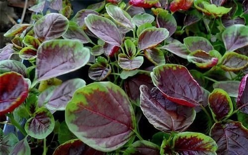 补气|想长寿得会吃,推荐3种食物,延缓衰老,补气补血,好处多多