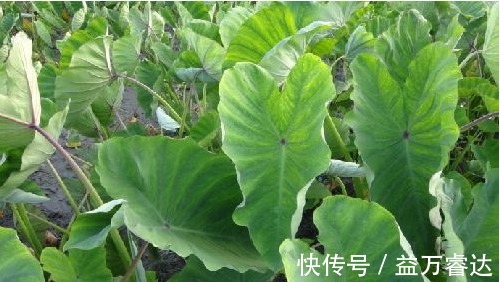 美容养颜|立秋后常吃此野菜，能清肠排毒，美容养颜，早知早受益
