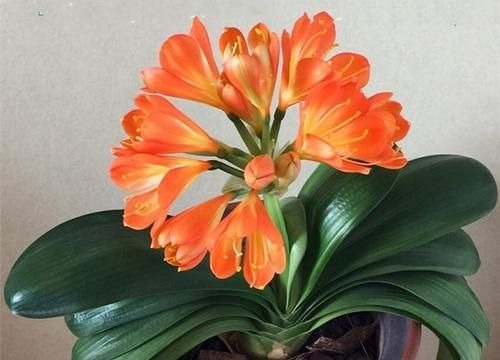 君子兰浅栽好还是深栽好？可要多留意，发芽开花就靠它