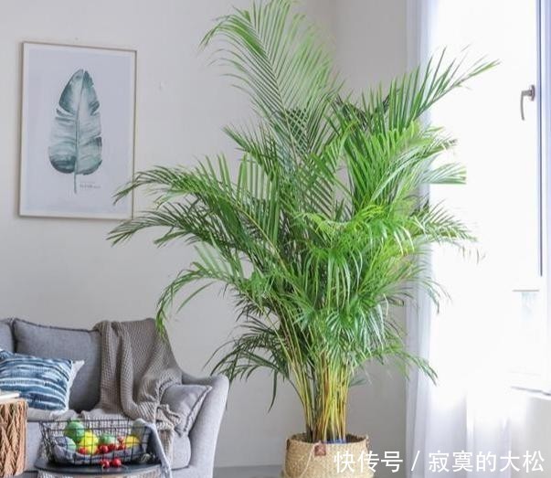 花草植物|冬季盆栽养花种草,多注意这3要素,离“封神”就不远了