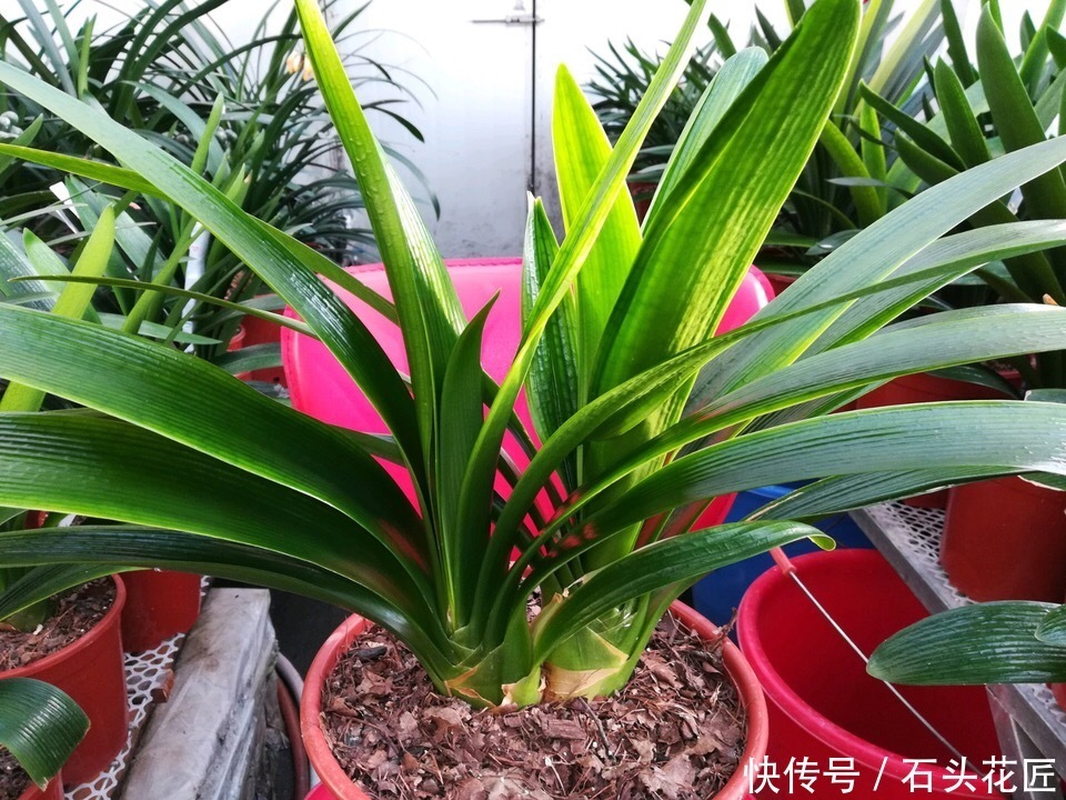 养花|养花土“板结”大土块?平时用4种“酸性水”浇灌,土质疏松肥沃